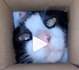 Boxed cat